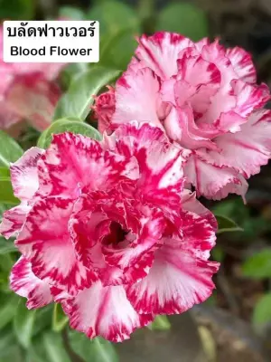 Adenium Blood Flower — rare Adenium plant from Thailand
