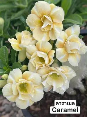 Adenium Caramel — rare Adenium plant from Thailand