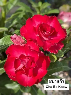 Adenium Cha Ba Kaew — rare Adenium plant from Thailand