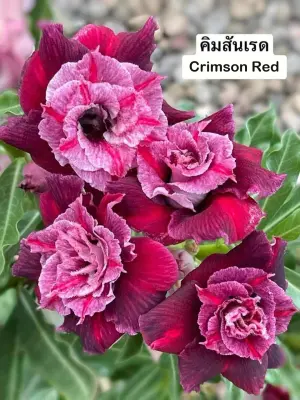 Adenium Crimson Red — rare Adenium plant from Thailand