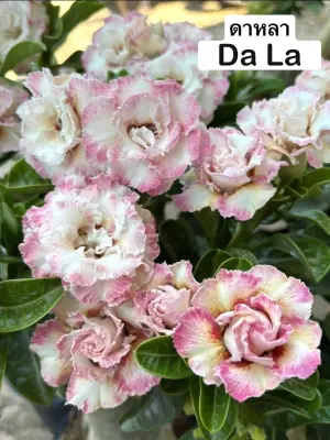 Adenium Da La — rare Adenium plant from Thailand