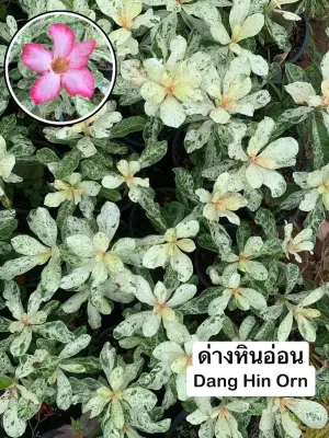 Adenium Dang Hin Orn — rare Adenium plant from Thailand