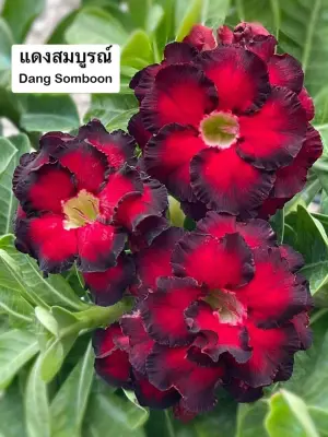 Adenium Dang Somboon — rare Adenium plant from Thailand
