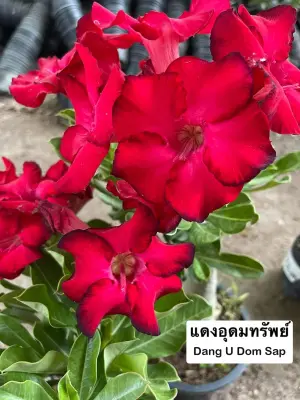 Adenium Dang U Dom Sap — rare Adenium plant from Thailand