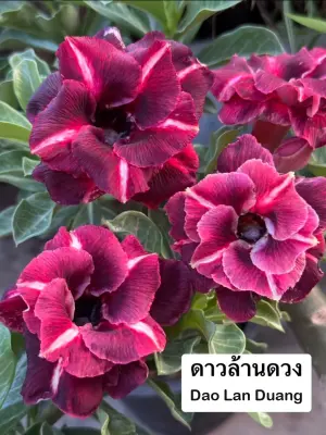 Adenium Dao Lan Duang — rare Adenium plant from Thailand