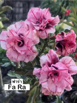 Adenium Fa Ra — rare Adenium plant from Thailand