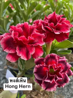 Adenium Hong Hern — rare Adenium plant from Thailand