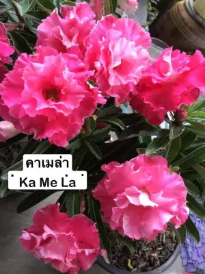 Adenium Ka Me La — rare Adenium plant from Thailand
