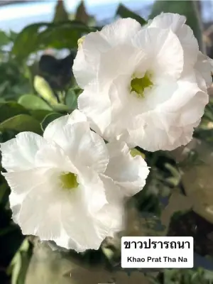 Adenium Khao Prat Tha Na — rare Adenium plant from Thailand