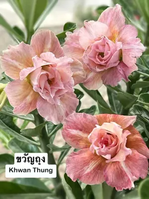 Adenium Khwan Thung — rare Adenium plant from Thailand