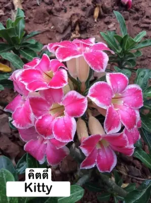 Adenium Kitty — rare Adenium plant from Thailand