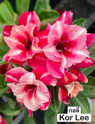 Adenium Kor Lee — rare Adenium plant from Thailand