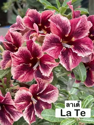 Adenium La Te — rare Adenium plant from Thailand