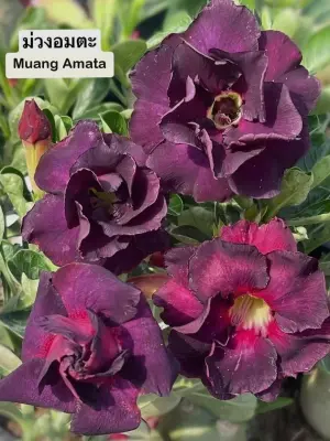 Adenium Muang Amata — rare Adenium plant from Thailand