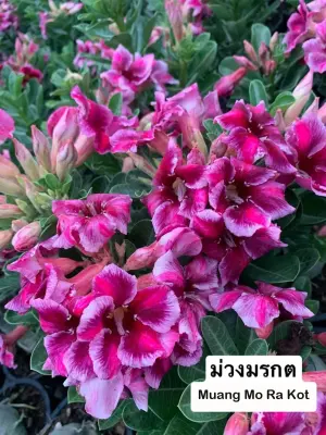 Adenium Muang Mo Ra Kot — rare Adenium plant from Thailand