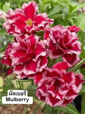 Adenium Mulberry — rare Adenium plant from Thailand
