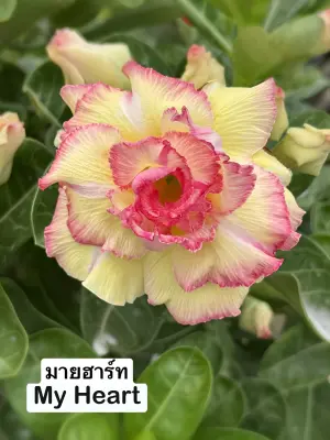 Adenium My Heart — rare Adenium plant from Thailand
