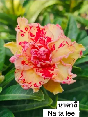 Adenium Na Ta Lee — rare Adenium plant from Thailand
