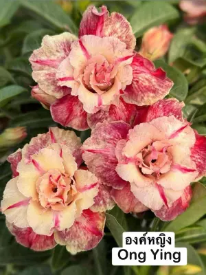 Adenium Ong Ying — rare Adenium plant from Thailand