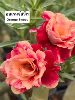 Adenium Orange Sweet — rare Adenium plant from Thailand