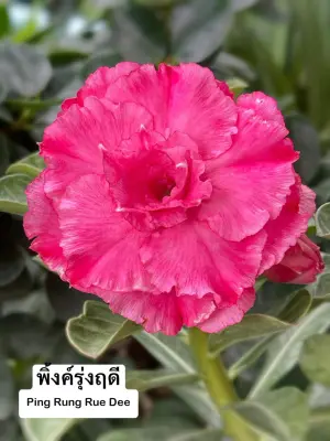 Adenium Ping Rung Rue Dee — rare Adenium plant from Thailand