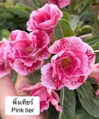 Adenium Pink Tier — rare Adenium plant from Thailand