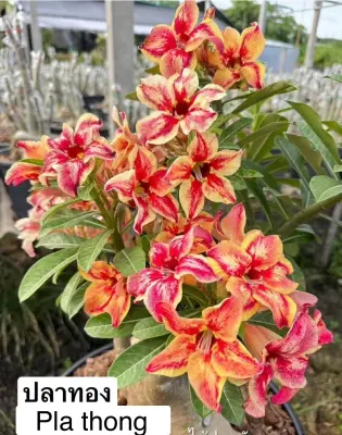 Adenium Pla Thong — rare Adenium plant from Thailand