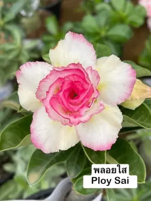 Adenium Ploy Sai — rare Adenium plant from Thailand