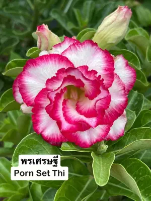 Adenium Porn Set Thi — rare Adenium plant from Thailand