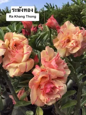 Adenium Ra Khang Thong — rare Adenium plant from Thailand