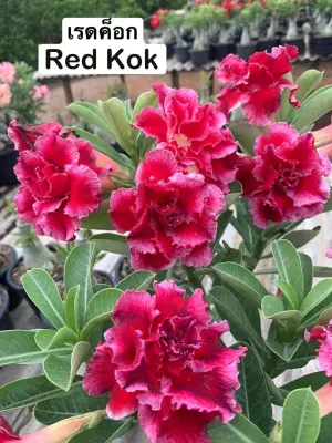 Adenium Red Kok — rare Adenium plant from Thailand