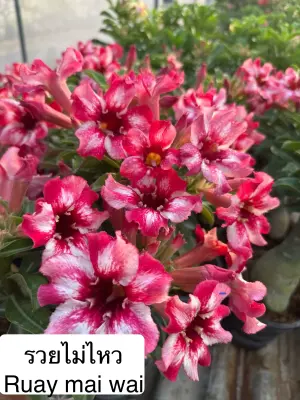 Adenium Ruay Mai Wai — rare Adenium plant from Thailand