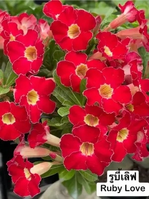 Adenium Ruby Love — rare Adenium plant from Thailand
