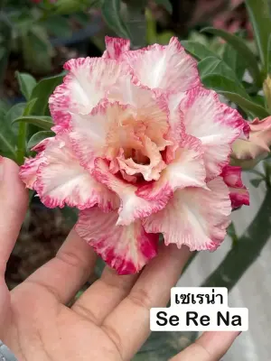 Adenium Se Re Na — rare Adenium plant from Thailand