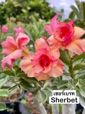 Adenium Sherbet — rare Adenium plant from Thailand