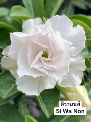 Adenium Si Wa Non — rare Adenium plant from Thailand