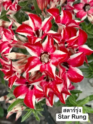 Adenium Star Rung — rare Adenium plant from Thailand