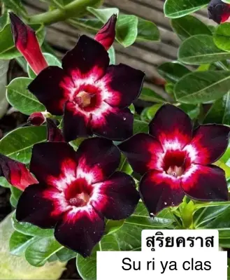 Adenium Su Ri Ya Clas — rare Adenium plant from Thailand