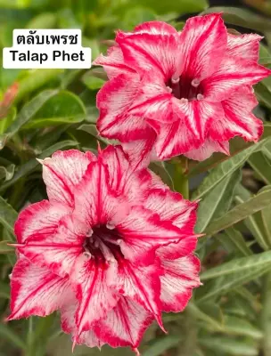 Adenium Talap Phet — rare Adenium plant from Thailand