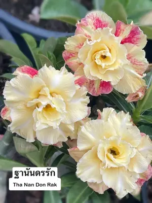 Adenium Tha Nan Don Rak — rare Adenium plant from Thailand