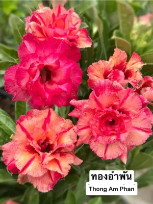Adenium Thong Am Phan — rare Adenium plant from Thailand