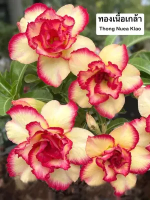 Adenium Thong Nuea Klao — rare Adenium plant from Thailand
