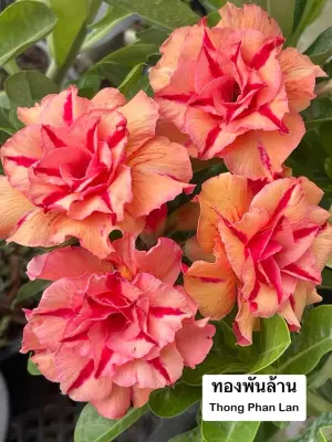 Adenium Thong Phan Lan — rare Adenium plant from Thailand