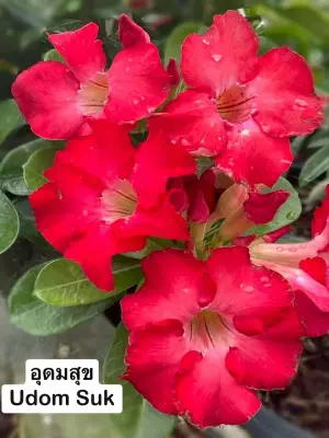Adenium Udom Suk — rare Adenium plant from Thailand