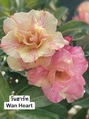 Adenium Wan Heart — rare Adenium plant from Thailand