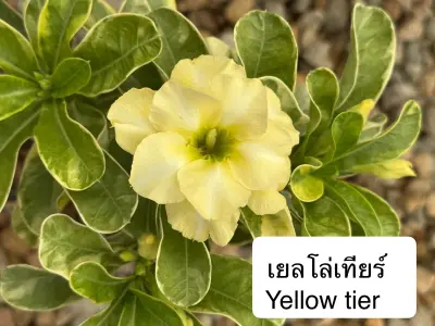 Adenium Yellow Tier — rare Adenium plant from Thailand