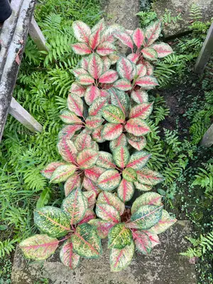 Aglaonema 10 karat — rare Aglaonema plant from Thailand