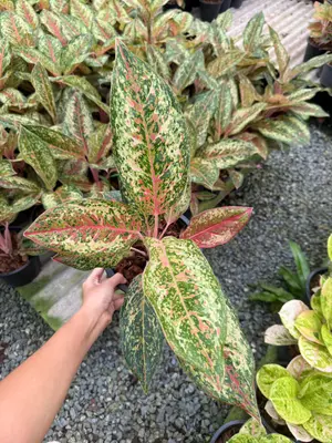 Aglaonema 20 karat — rare Aglaonema plant from Thailand