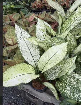 Aglaonema Big paragon — rare Aglaonema plant from Thailand