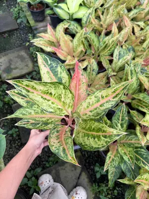 Aglaonema Aladin — rare Aglaonema plant from Thailand